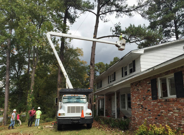 Angola, NY Tree Removal Services Company