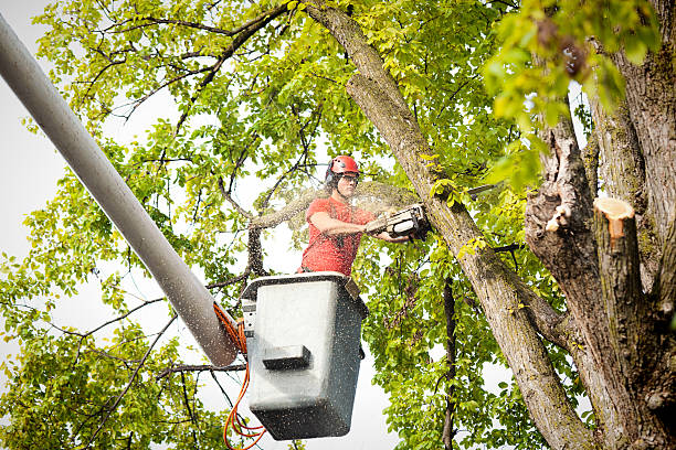 How Our Tree Care Process Works  in  Angola, NY